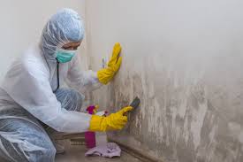 Best Mold Removal for HVAC Installations  in Wesley Chapel, FL